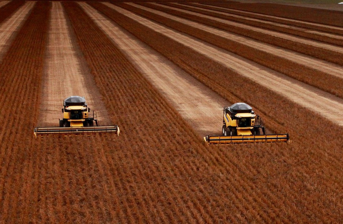 Transgênicos: sementes da Monsanto provocam suicídio de agricultores na Índia