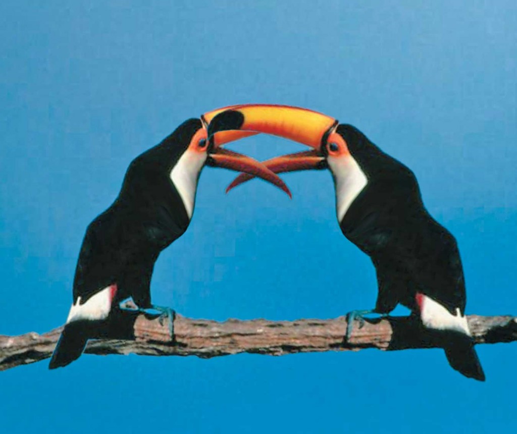 Política: PSDB não quer prévias para candidatura à Presidência