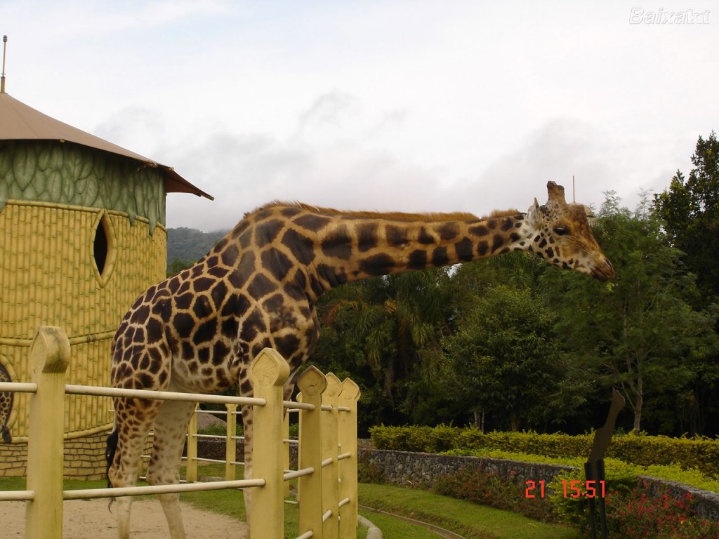 Matança de girafas em zoológico dinamarquês
