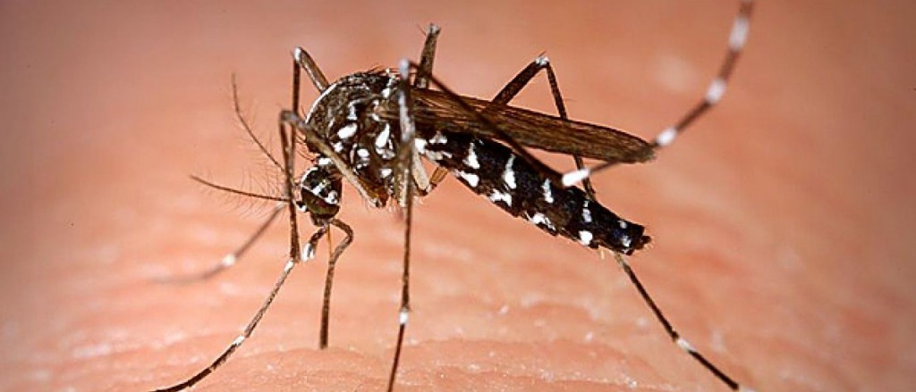Mobilização contra zika busca repercussão em todo o país neste sábado (13)